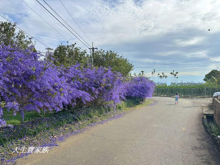 臻馨園錫葉藤花牆、臻馨園、冠遠加油站錫葉藤花牆、名間錫葉藤、臻馨園錫葉藤、臻馨園-園藝真柏銀柏黑松羅漢松桂花火龍果酪梨、錫葉騰或馬纓丹