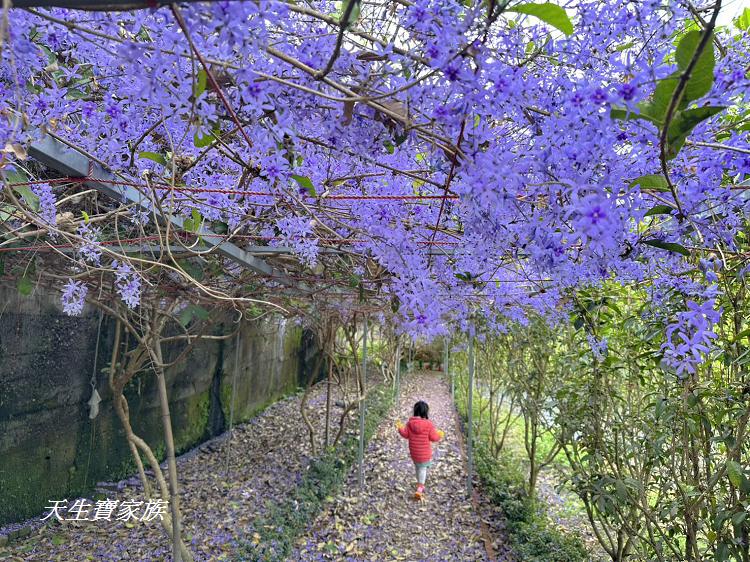 南投市賞花景點、南投景點、彰和社區快樂園、錫葉藤、彰和社區快樂園錫葉藤、南投在地人、南投隱藏版景點、彰和社區快樂園錫葉藤、錫葉藤隧道