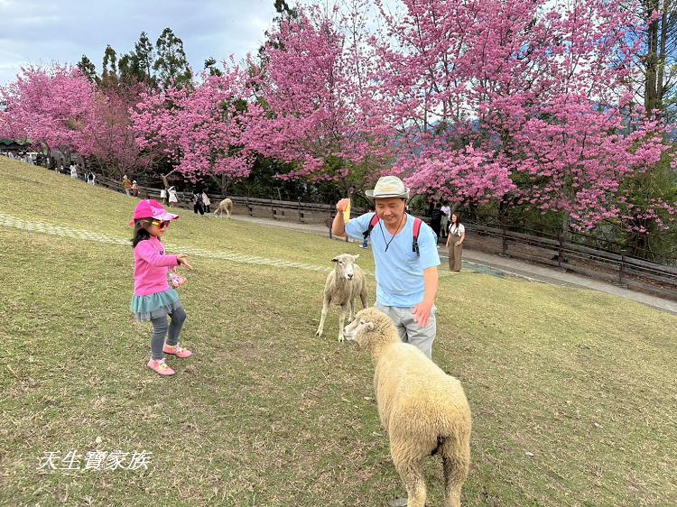 青青草原、清境農場怎麼玩、清境農場住宿、清境農場開放時間、青青草原門票、清境農場門票、清境農場綿羊秀時間、清境農場兩天一夜、清境農場交通、清境櫻花、清境農場櫻花花況