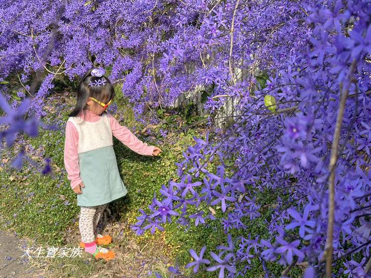 臻馨園錫葉藤花牆、臻馨園、冠遠加油站錫葉藤花牆、名間錫葉藤、臻馨園錫葉藤、臻馨園-園藝真柏銀柏黑松羅漢松桂花火龍果酪梨、錫葉騰或馬纓丹