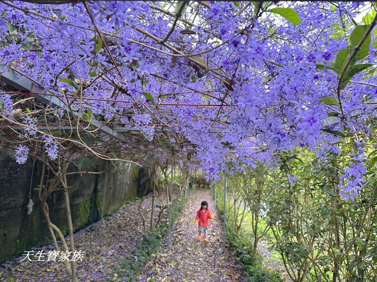 南投市賞花景點、南投景點、彰和社區快樂園、錫葉藤、彰和社區快樂園錫葉藤、南投在地人、南投隱藏版景點、彰和社區快樂園錫葉藤、錫葉藤隧道