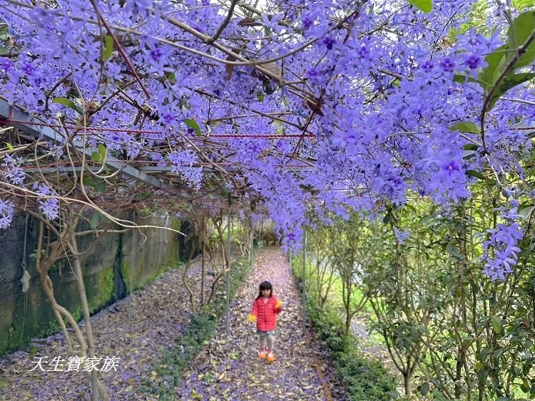 南投市賞花景點、南投景點、彰和社區快樂園、錫葉藤、彰和社區快樂園錫葉藤、南投在地人、南投隱藏版景點、彰和社區快樂園錫葉藤、錫葉藤隧道