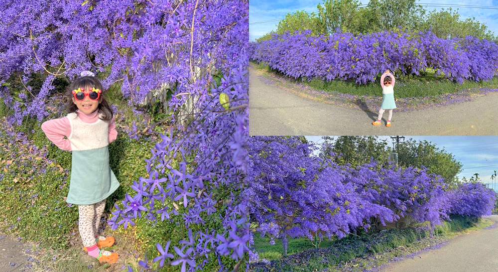 延伸閱讀：南投名間【臻馨園】賞花秘境~超狂錫葉藤花牆，紫爆鄉間小路好驚艷！