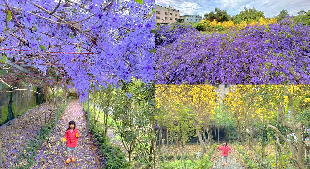 南投市賞花景點、南投景點、彰和社區快樂園、錫葉藤、彰和社區快樂園錫葉藤、南投在地人、南投隱藏版景點、彰和社區快樂園錫葉藤、錫葉藤隧道