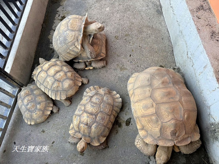 小琉球燒烤推薦、小琉球龜龜燒烤、龜龜燒烤收費方式、龜龜燒烤小朋友收費、龜龜燒烤價目表、龜龜燒烤、龜龜燒烤評論、龜龜燒烤小琉球親子餐廳、小琉球吃到飽