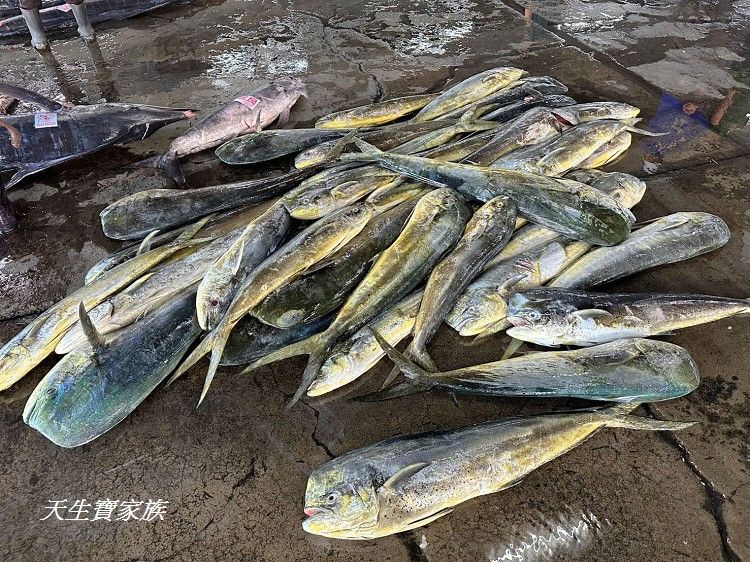 東港漁貨拍賣場、屏東黑鮪魚文化觀光季、黑鮪魚季、魚貨拍賣體驗、東港黑鮪魚推薦、東港鮪魚季活動