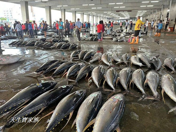 東港漁貨拍賣場、屏東黑鮪魚文化觀光季、黑鮪魚季、魚貨拍賣體驗、東港黑鮪魚推薦、東港鮪魚季活動