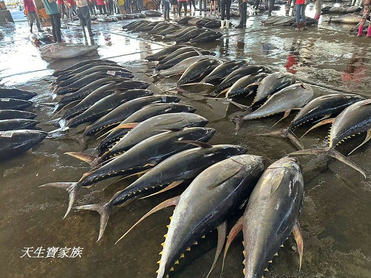東港漁貨拍賣場、屏東黑鮪魚文化觀光季、黑鮪魚季、魚貨拍賣體驗、東港黑鮪魚推薦、東港鮪魚季活動