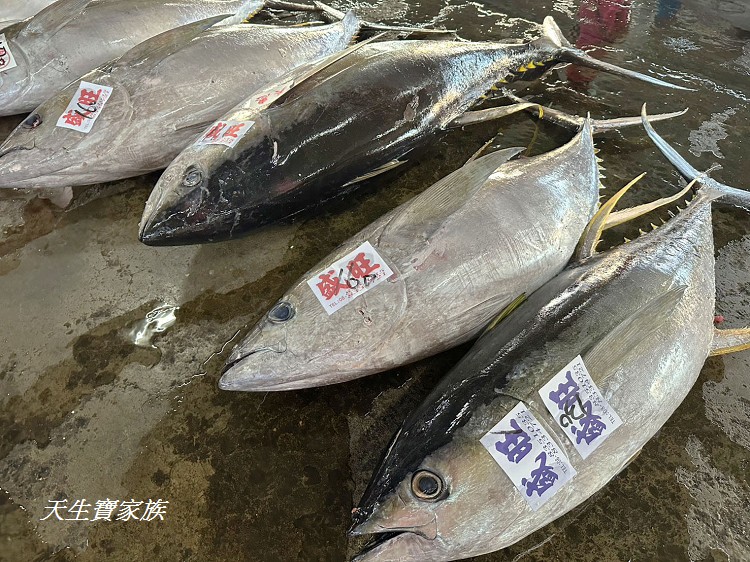 東港漁貨拍賣場、屏東黑鮪魚文化觀光季、黑鮪魚季、魚貨拍賣體驗、東港黑鮪魚推薦、東港鮪魚季活動