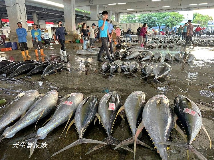 東港漁貨拍賣場、屏東黑鮪魚文化觀光季、黑鮪魚季、魚貨拍賣體驗、東港黑鮪魚推薦、東港鮪魚季活動