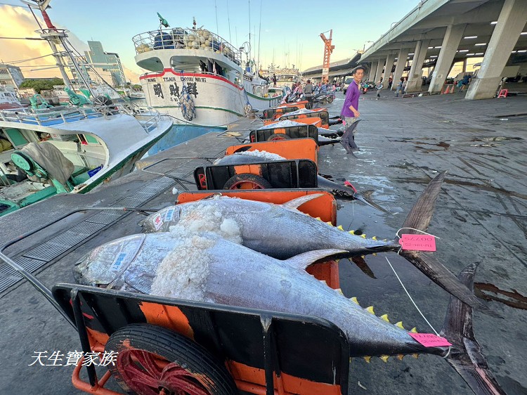 東港漁貨拍賣場、屏東黑鮪魚文化觀光季、黑鮪魚季、魚貨拍賣體驗、東港黑鮪魚推薦、東港鮪魚季活動