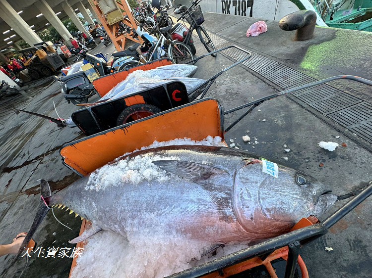 東港漁貨拍賣場、屏東黑鮪魚文化觀光季、黑鮪魚季、魚貨拍賣體驗、東港黑鮪魚推薦、東港鮪魚季活動