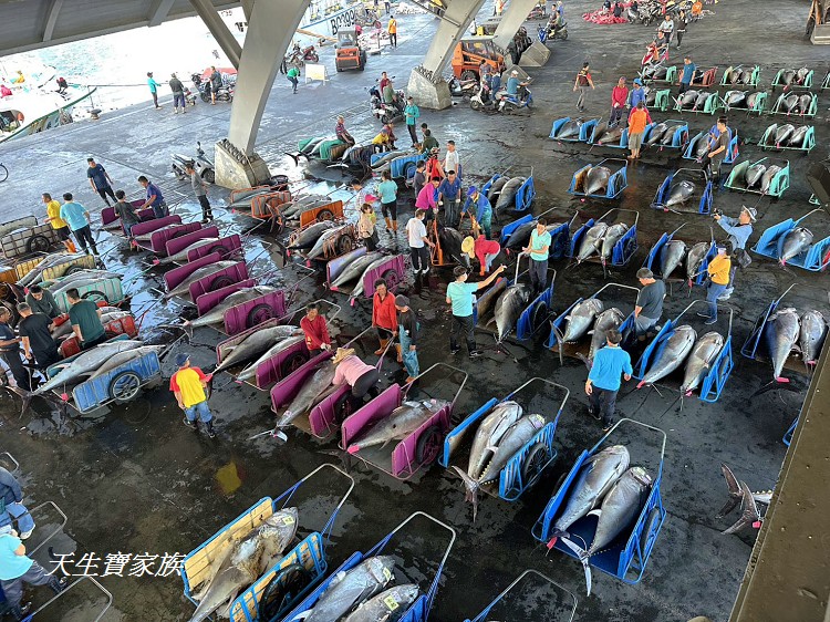 東港漁貨拍賣場、屏東黑鮪魚文化觀光季、黑鮪魚季、魚貨拍賣體驗、東港黑鮪魚推薦、東港鮪魚季活動