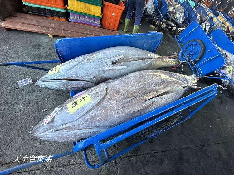 東港漁貨拍賣場、屏東黑鮪魚文化觀光季、黑鮪魚季、魚貨拍賣體驗、東港黑鮪魚推薦、東港鮪魚季活動