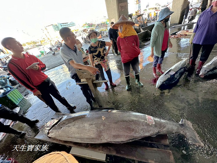 東港漁貨拍賣場、屏東黑鮪魚文化觀光季、黑鮪魚季、魚貨拍賣體驗、東港黑鮪魚推薦、東港鮪魚季活動