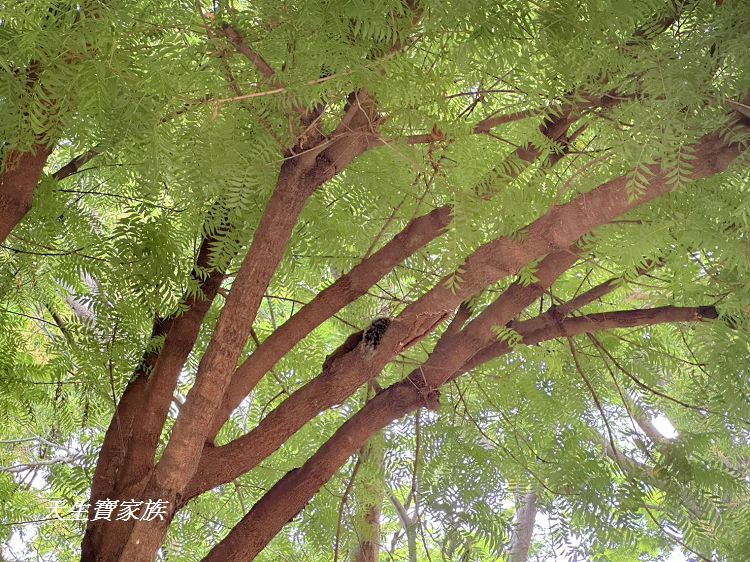 台中親子公園推薦、北屯兒童公園、北屯兒童公園停車場、北屯兒童公園附近美食、北屯兒童公園林間探索遊戲場