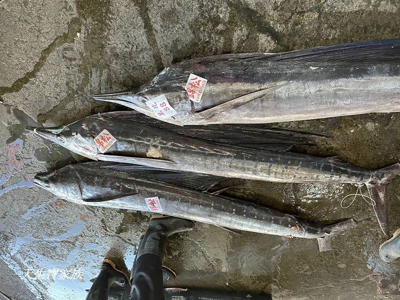 東港漁貨拍賣場、屏東黑鮪魚文化觀光季、黑鮪魚季、魚貨拍賣體驗、東港黑鮪魚推薦、東港鮪魚季活動