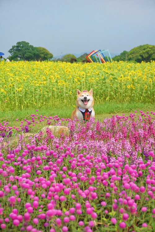 后里景點、后里環保公園、后里環保公園 花田綠廊、后里環保公園車宿、后里環保公園車泊、后里花田綠廊、后里花田綠廊遊客中心 后里景點、后里環保公園、后里環保公園 花田綠廊、后里環保公園車宿、后里環保公園車泊、后里花田綠廊、后里花田綠廊遊客中心