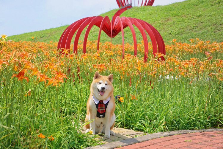 后里景點、后里環保公園、后里環保公園 花田綠廊、后里環保公園車宿、后里環保公園車泊、后里花田綠廊、后里花田綠廊遊客中心