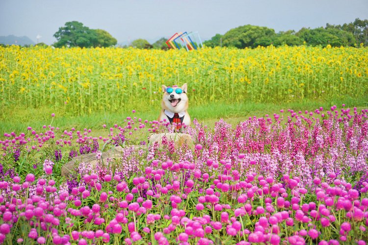 后里景點、后里環保公園、后里環保公園 花田綠廊、后里環保公園車宿、后里環保公園車泊、后里花田綠廊、后里花田綠廊遊客中心