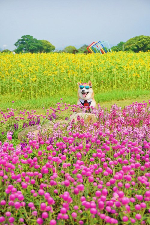 后里景點、后里環保公園、后里環保公園 花田綠廊、后里環保公園車宿、后里環保公園車泊、后里花田綠廊、后里花田綠廊遊客中心
