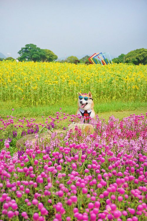后里景點、后里環保公園、后里環保公園 花田綠廊、后里環保公園車宿、后里環保公園車泊、后里花田綠廊、后里花田綠廊遊客中心