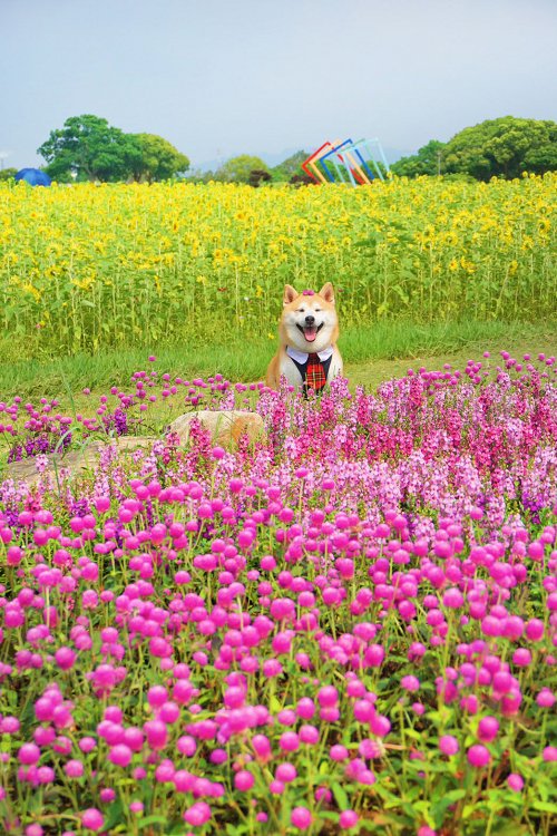 后里景點、后里環保公園、后里環保公園 花田綠廊、后里環保公園車宿、后里環保公園車泊、后里花田綠廊、后里花田綠廊遊客中心