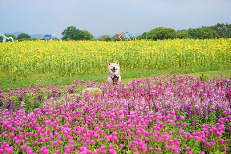 后里景點、后里環保公園、后里環保公園 花田綠廊、后里環保公園車宿、后里環保公園車泊、后里花田綠廊、后里花田綠廊遊客中心