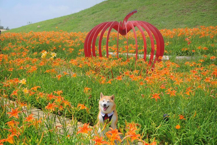 網站近期文章：台中【后里環保公園花田綠廊】美炸了！親子踏青、拍照打卡一次滿足！