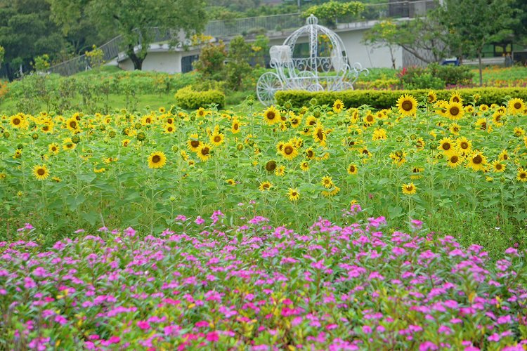 后里景點、后里環保公園、后里環保公園 花田綠廊、后里環保公園車宿、后里環保公園車泊、后里花田綠廊、后里花田綠廊遊客中心