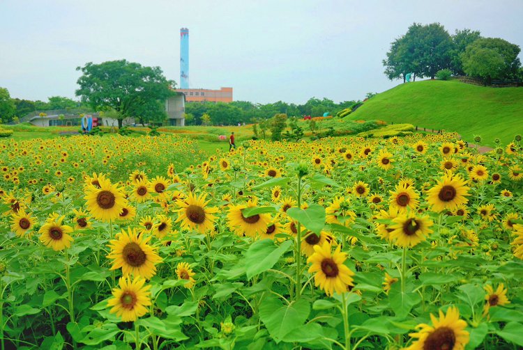 后里景點、后里環保公園、后里環保公園 花田綠廊、后里環保公園車宿、后里環保公園車泊、后里花田綠廊、后里花田綠廊遊客中心