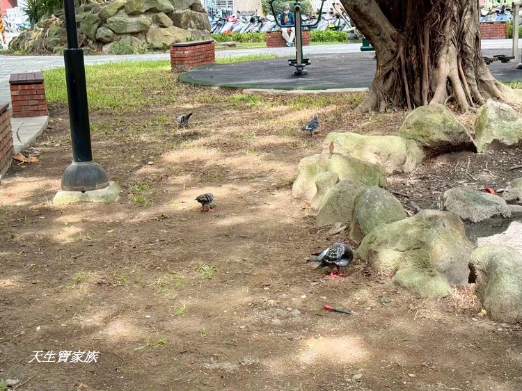 板橋農村公園、板橋石雕公園、板橋公園、農村公園富士山、農村公園圖片、板橋江子翠公園、農村 福德宮