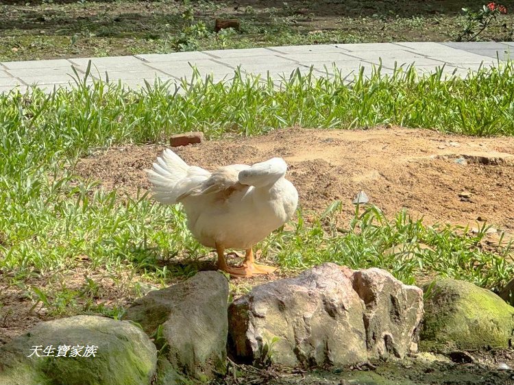 板橋農村公園、板橋石雕公園、板橋公園、農村公園富士山、農村公園圖片、板橋江子翠公園、農村 福德宮