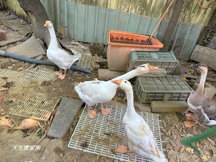 永豐土雞城、南投美食、南投永豐土雞城、永豐土雞城菜單、永豐土雞城營業時間、永豐土雞城評論、永豐土雞城照片、永豐吉土雞城