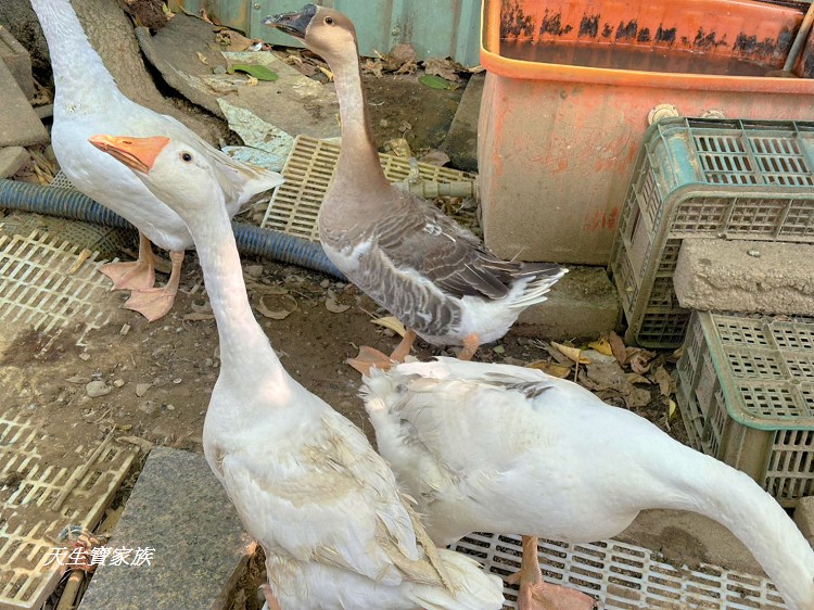 永豐土雞城、南投美食、南投永豐土雞城、永豐土雞城菜單、永豐土雞城營業時間、永豐土雞城評論、永豐土雞城照片、永豐吉土雞城
