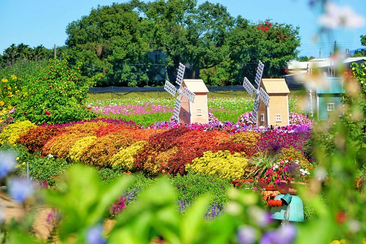 台中新社花海、2025臺中國際花毯節、2025新社花海日期、2025新社花海、新社花海、新社花海一日遊、2025新社花海接駁車、新社花海開放時間、2025台中新社花海、2025新社花海暨臺中國際花毯節 台中新社花海、2025臺中國際花毯節、2025新社花海日期、2025新社花海、新社花海、新社花海一日遊、2025新社花海接駁車、新社花海開放時間、2025台中新社花海、2025新社花海暨臺中國際花毯節