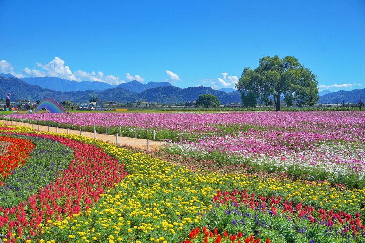 台中新社花海、2025臺中國際花毯節、2025新社花海日期、2025新社花海、新社花海、新社花海一日遊、2025新社花海接駁車、新社花海開放時間、2025台中新社花海、2025新社花海暨臺中國際花毯節