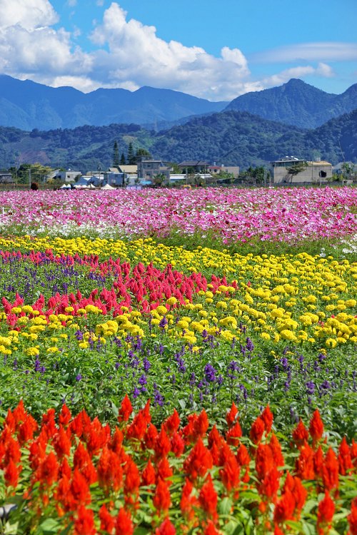 台中新社花海、2025臺中國際花毯節、2025新社花海日期、2025新社花海、新社花海、新社花海一日遊、2025新社花海接駁車、新社花海開放時間、2025台中新社花海、2025新社花海暨臺中國際花毯節 台中新社花海、2025臺中國際花毯節、2025新社花海日期、2025新社花海、新社花海、新社花海一日遊、2025新社花海接駁車、新社花海開放時間、2025台中新社花海、2025新社花海暨臺中國際花毯節