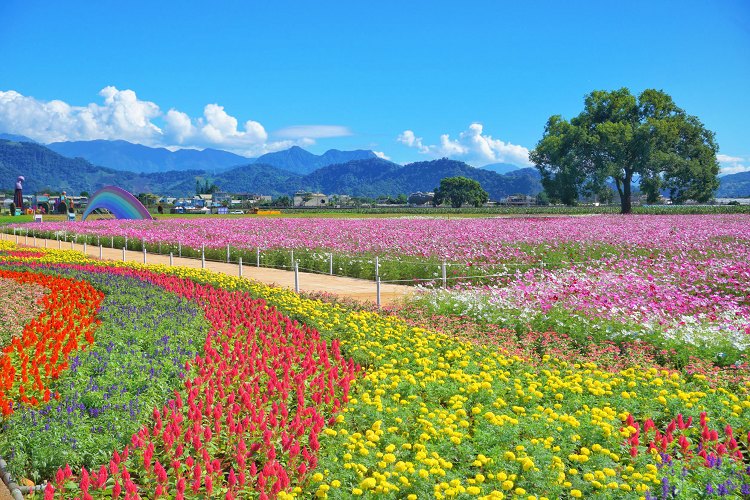 台中新社花海、2025臺中國際花毯節、2025新社花海日期、2025新社花海、新社花海、新社花海一日遊、2025新社花海接駁車、新社花海開放時間、2025台中新社花海、2025新社花海暨臺中國際花毯節