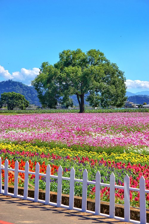 台中新社花海、2025臺中國際花毯節、2025新社花海日期、2025新社花海、新社花海、新社花海一日遊、2025新社花海接駁車、新社花海開放時間、2025台中新社花海、2025新社花海暨臺中國際花毯節 台中新社花海、2025臺中國際花毯節、2025新社花海日期、2025新社花海、新社花海、新社花海一日遊、2025新社花海接駁車、新社花海開放時間、2025台中新社花海、2025新社花海暨臺中國際花毯節