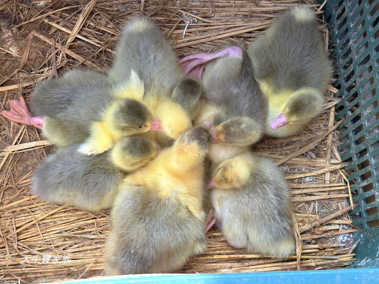 善化牛墟美食、善化牛墟必吃、善化牛墟牛肉湯、善化牛墟、善化牛墟好逛嗎、台南善化牛墟