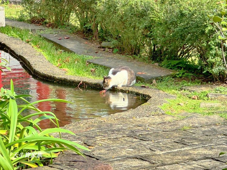 新北市景點、汐止景點、拱北殿、拱北殿步道、拱北殿賞楓時間、汐止拱北殿怎麼去、拱北殿一日遊、拱北殿即時影像 新北市景點、汐止景點、拱北殿、拱北殿步道、拱北殿賞楓時間、汐止拱北殿怎麼去、拱北殿一日遊、拱北殿即時影像