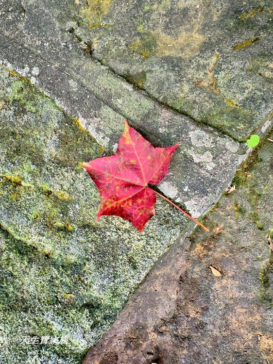 新北市景點、汐止景點、拱北殿、拱北殿步道、拱北殿賞楓時間、汐止拱北殿怎麼去、拱北殿一日遊、拱北殿即時影像 新北市景點、汐止景點、拱北殿、拱北殿步道、拱北殿賞楓時間、汐止拱北殿怎麼去、拱北殿一日遊、拱北殿即時影像