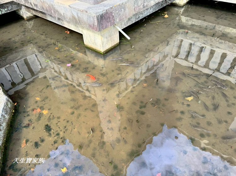 新北市景點、汐止景點、拱北殿、拱北殿步道、拱北殿賞楓時間、汐止拱北殿怎麼去、拱北殿一日遊、拱北殿即時影像