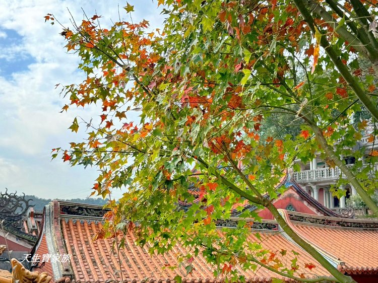 新北市景點、汐止景點、拱北殿、拱北殿步道、拱北殿賞楓時間、汐止拱北殿怎麼去、拱北殿一日遊、拱北殿即時影像 新北市景點、汐止景點、拱北殿、拱北殿步道、拱北殿賞楓時間、汐止拱北殿怎麼去、拱北殿一日遊、拱北殿即時影像