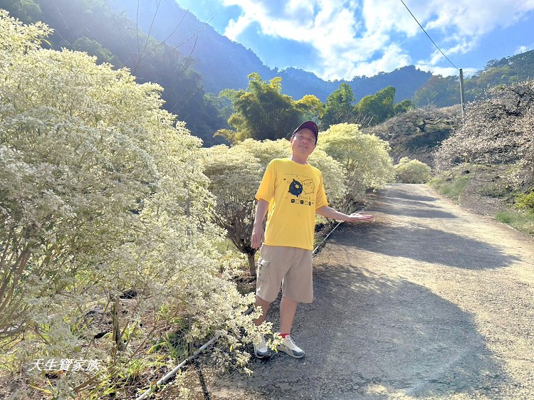 牛稠坑驛站、牛稠坑驛站門票、牛稠坑驛站低消、牛稠坑驛站菜單、牛稠坑驛站相片、牛稠坑驛站住宿、牛稠坑驛站的評論、南投賞梅、信義賞梅