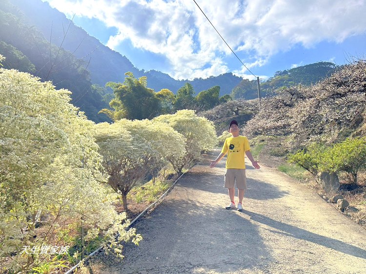 網站近期文章：南投信義【牛稠坑驛站】賞梅秘境太狂了！梅花、白雪木、山巒同框美爆了～還可以露營也太夢幻
