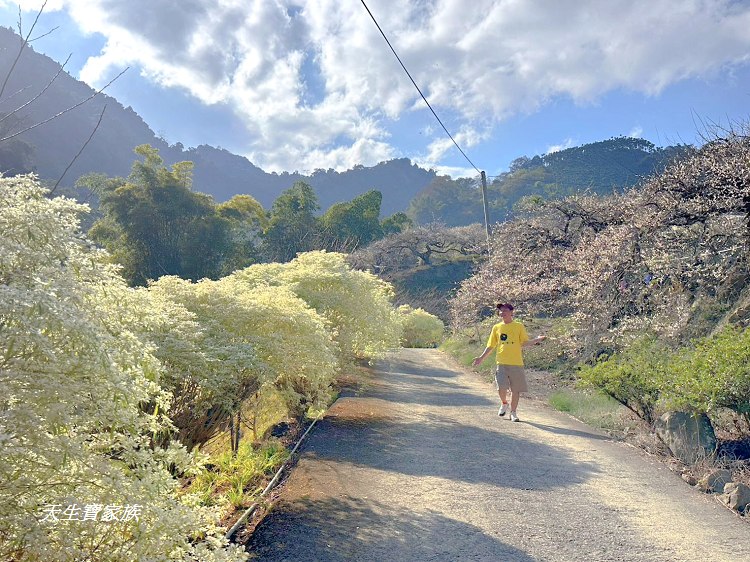 牛稠坑驛站、牛稠坑驛站門票、牛稠坑驛站低消、牛稠坑驛站菜單、牛稠坑驛站相片、牛稠坑驛站住宿、牛稠坑驛站的評論、南投賞梅、信義賞梅