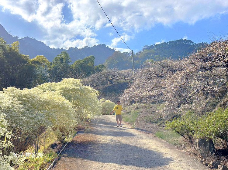牛稠坑驛站、牛稠坑驛站門票、牛稠坑驛站低消、牛稠坑驛站菜單、牛稠坑驛站相片、牛稠坑驛站住宿、牛稠坑驛站的評論、南投賞梅、信義賞梅