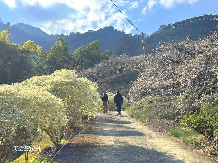 牛稠坑驛站、牛稠坑驛站門票、牛稠坑驛站低消、牛稠坑驛站菜單、牛稠坑驛站相片、牛稠坑驛站住宿、牛稠坑驛站的評論、南投賞梅、信義賞梅